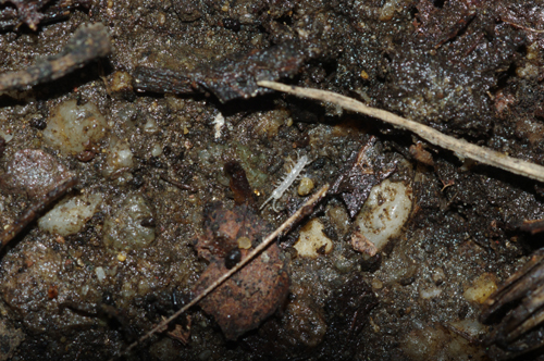 Piccolo centopiedi bianco